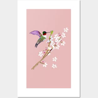 Bird Humming bird extracting nectar from the First cherry blossoms of spring. Japanese Sakura Posters and Art